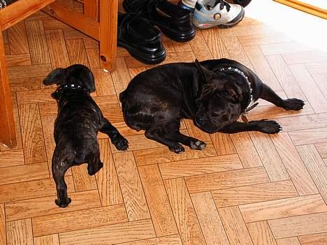 Fransk bulldog Futte - Ja ja ja.... Anton mig her og Anton mig der..... men nu kom han da... og han er faktisk ret sjov... billede 18