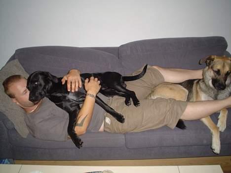 Blanding af racer Boogie  - De 3 helte tager sig lige en oser på sofaneresen. billede 13