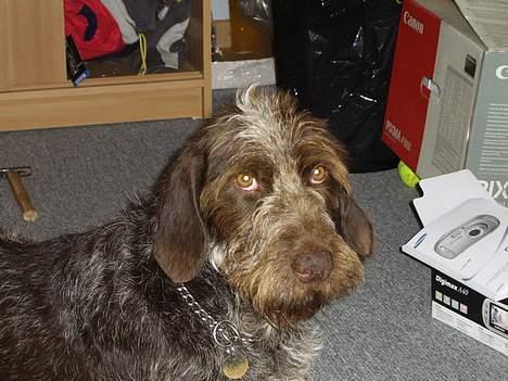 Ruhåret hønsehund <3 Zenta <3(Død))-: billede 13