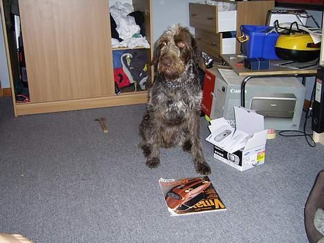 Ruhåret hønsehund <3 Zenta <3(Død))-: billede 14