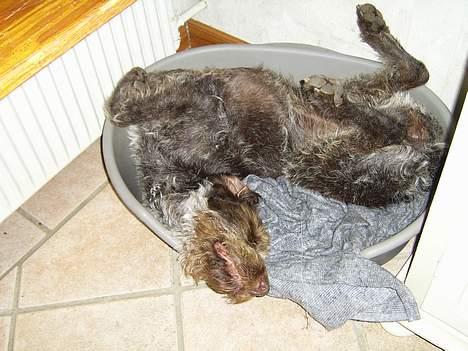 Ruhåret hønsehund <3 Zenta <3(Død))-: billede 15