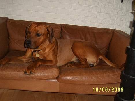 Rhodesian ridgeback Rafiki - Rafiki i hans sofa billede 1
