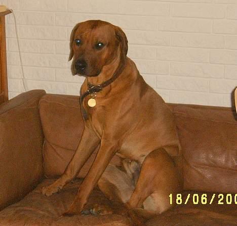 Rhodesian ridgeback Rafiki - han er glad for sin sofa billede 2