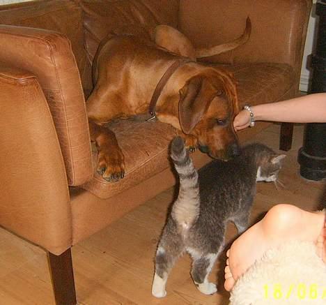 Rhodesian ridgeback Rafiki - rafiki og æske er goe venner billede 3