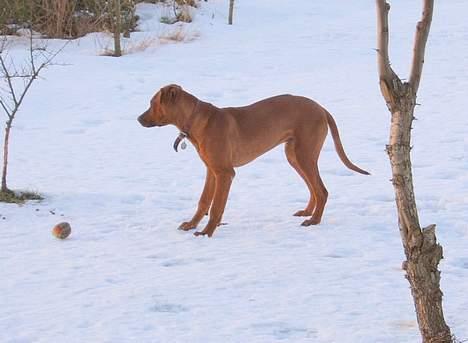 Rhodesian ridgeback Rafiki - Rafikis første vinter billede 4