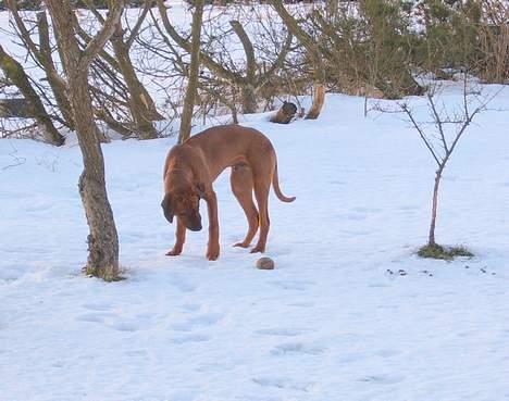 Rhodesian ridgeback Rafiki - Rafiki kigger på sin bold billede 5