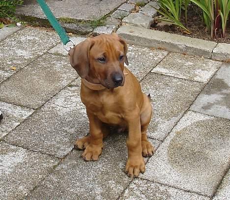 Rhodesian ridgeback Rafiki - Rafiki som hvalp billede 6