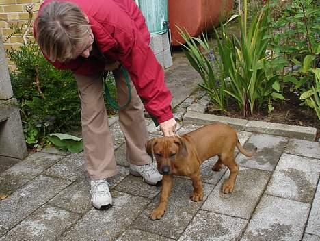 Rhodesian ridgeback Rafiki - Rafiki og mormor billede 7