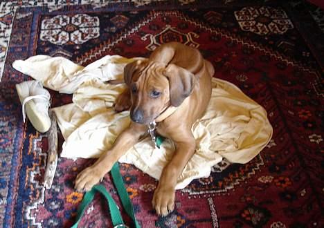 Rhodesian ridgeback Rafiki - Rafiki som hvalp - igen billede 8