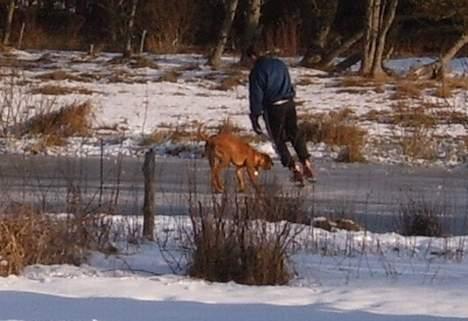 Rhodesian ridgeback Rafiki - Rafiki på glat-is billede 9