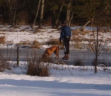 Rhodesian ridgeback Rafiki - Rafiki på isen igen. Han synes det var ret sjovt. billede 10