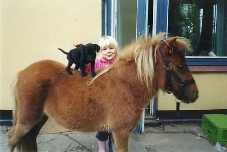 Blanding af racer Bertha - Bertha som lille hvalp (16 uger gammel) m/ trine vores pony og Emilie billede 13