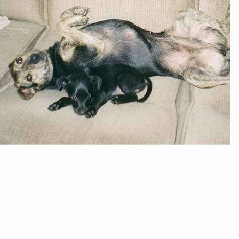 Blanding af racer Bertha - Bertha og mor Lady billede 14