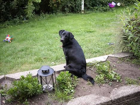 Blanding af racer Tessie - Hm , hva skal jeg lave idag ? billede 11