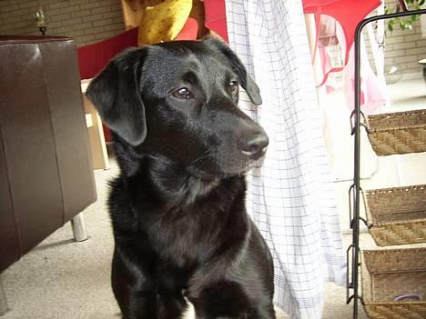 Blanding af racer Tessie - Hvor blev du af ? billede 12