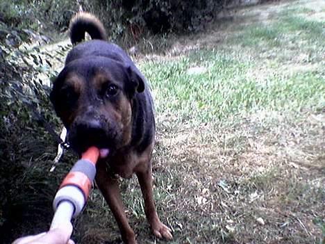 Blanding af racer TAYSON billede 9