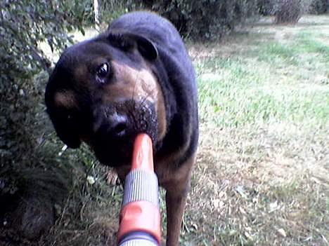 Blanding af racer TAYSON - puha det er godt med noget vand  billede 10