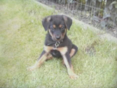 Blanding af racer TAYSON - her er jeg ik ret stor er lige kommet hjem til mor og far  billede 11