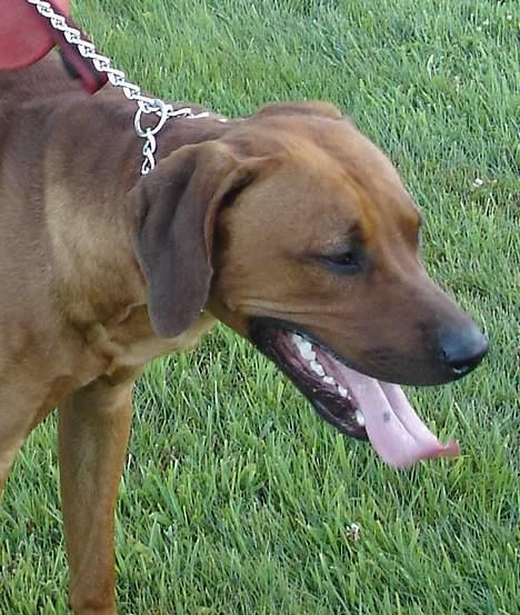 Rhodesian ridgeback Rafiki - Rafiki på gå-tur billede 11