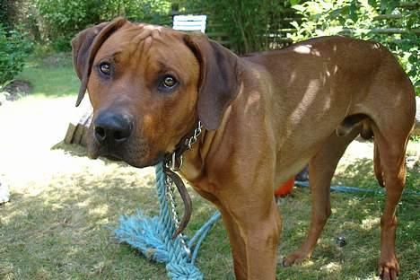 Rhodesian ridgeback Rafiki - Rafiki på ferie ved mormor billede 12