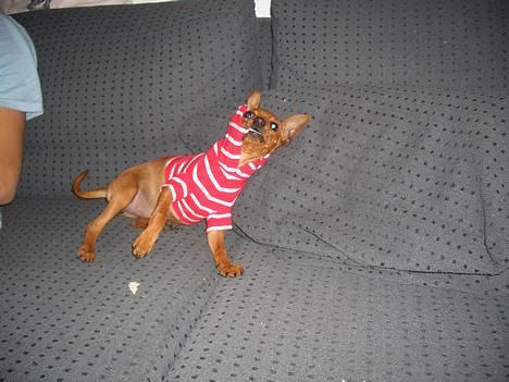 Dvaergpinscher Kate<3 12 maj billede 13