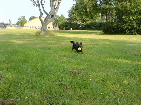 Dværggravhund Homie billede 10