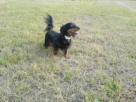 Dværggravhund Homie - KAST NU DEN BOLDT!!!!!!!!! billede 11