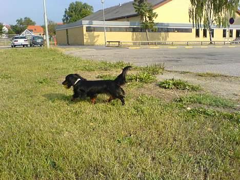 Dværggravhund Homie billede 12