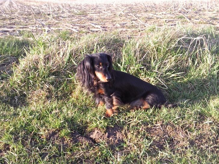 Dværggravhund Homie billede 13