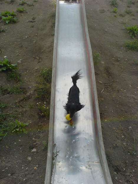 Dværggravhund Homie - jeg elsker det billede 14