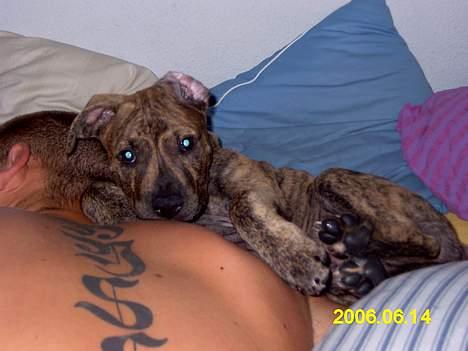 Amerikansk staffordshire terrier Castro - Far´s lille dreng :-) billede 1