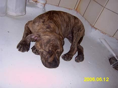 Amerikansk staffordshire terrier Castro billede 2