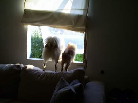 Pomeranian Chicco - Hey jeg vil godt være med hvad er det du ser derude.. billede 8