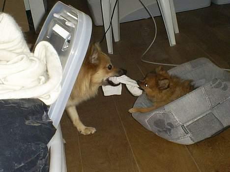 Pomeranian Chicco - ej storebror kan du ikke trække hårdere billede 9