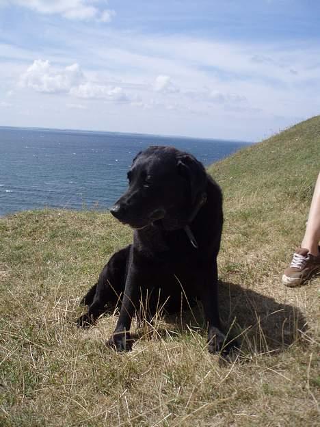 Labrador retriever Dixie  - her var vi på gåtur på Nekselø, hendes sidste sommer . Hun er dejlig, ikke? billede 7