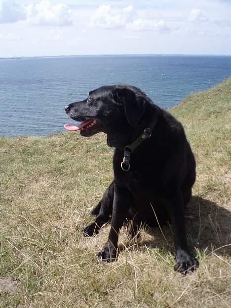 Labrador retriever Dixie  - igen på Nekselø. Hun sad sikkert og lurede på, om hun kunne stikke af fra os og skynde sig at bade i det lækre, blå vand :P billede 8