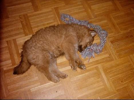 Eurasier Casey (død juni 2011) - 8 uger gammel, sover dybt, midt på gulvet i sit nye hjem billede 2