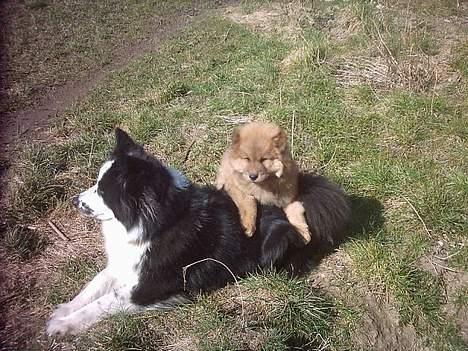 Eurasier Casey (død juni 2011) - Ok, hun lagde sig frivilligt, så skal jeg bare holde hende nede, hvis jeg kan. billede 4