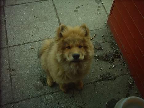 Eurasier Casey (død juni 2011) - Hey mor, giver du en ostehapser ? billede 5