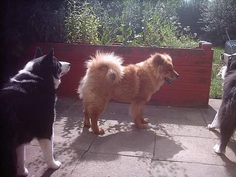 Eurasier Casey (død juni 2011) - Fellow, Casey og Yoda på terrassen. billede 6