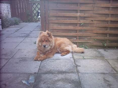 Eurasier Casey (død juni 2011) - Tager lige en slapper. billede 7