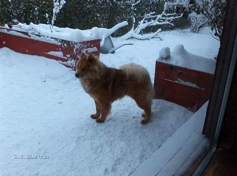 Eurasier Casey (død juni 2011) - I sne står .......... billede 8