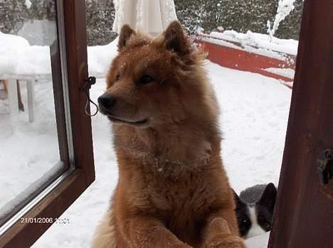 Eurasier Casey (død juni 2011) - Hey...? Kaldte du mor ? Får jeg ikk lige en ostehaps ? billede 9