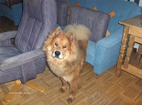 Eurasier Casey (død juni 2011) - Alien eye´s ! billede 10