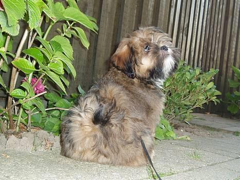 Lhasa apso Simba - Mmm... De blomster dufter! billede 1