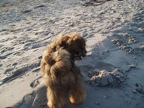 Lhasa apso Simba - Simba, som alle hunde bedst kan lide det, fri ude i naturen billede 2