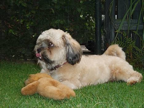 Lhasa apso Simba - Jeg har nedlagt en løve billede 3