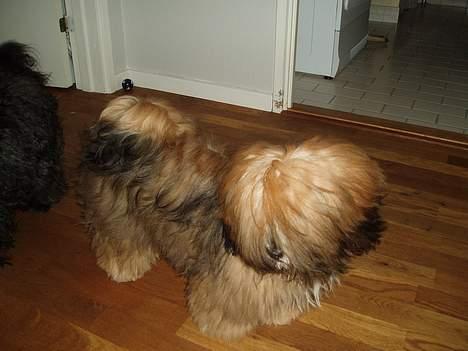 Lhasa apso Simba - Vi leger kongens efterfølger billede 4