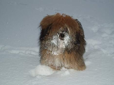 Lhasa apso Simba - Legesyge Simba billede 5