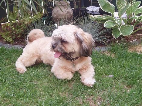 Lhasa apso Simba - Ahh C´est la vie... billede 6